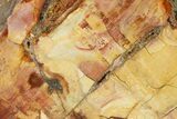 Wide Petrified Wood (Araucaria) Limb - Madagascar #167203-2